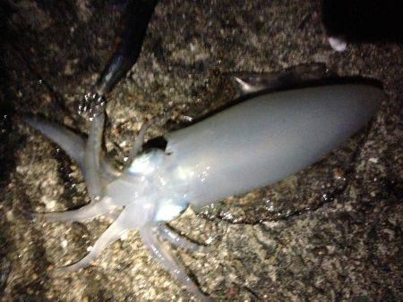 アオリに会えた